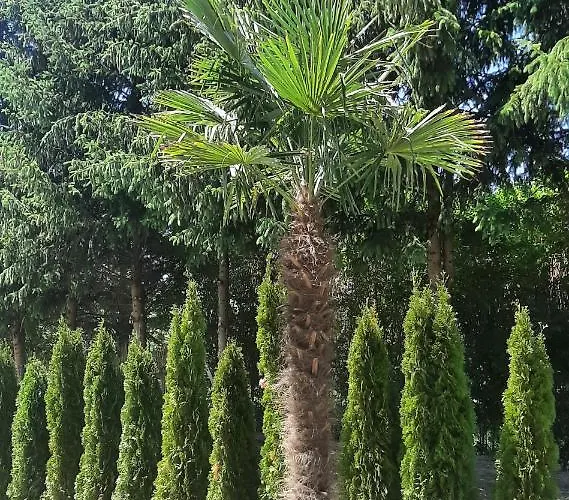 Zoeldhaz Panzio 4* גיינסדיאס
